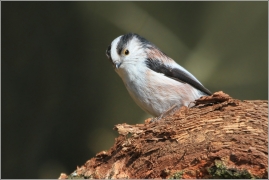 <p>MLYNAŘÍK DLOUHOOCASÝ (Aegithalos caudatus) Šluknovsko /Long-tailed-tit - Schwanzmeise/</p>